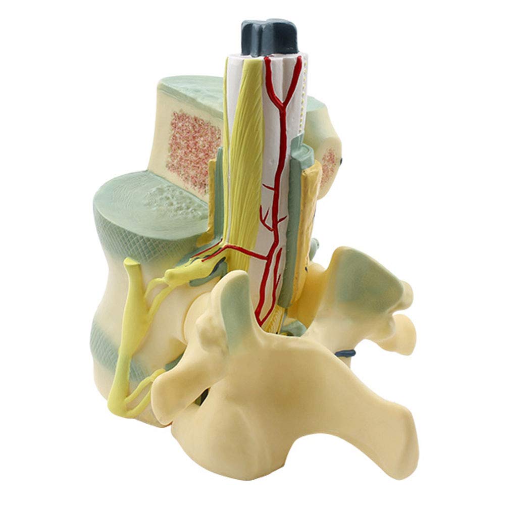 Sjdopulse Spinal Cord And Spine Model - Human Spine Model - Spinal Cord And Spine Anatomical Model Medical Teaching Model - For Study Teaching