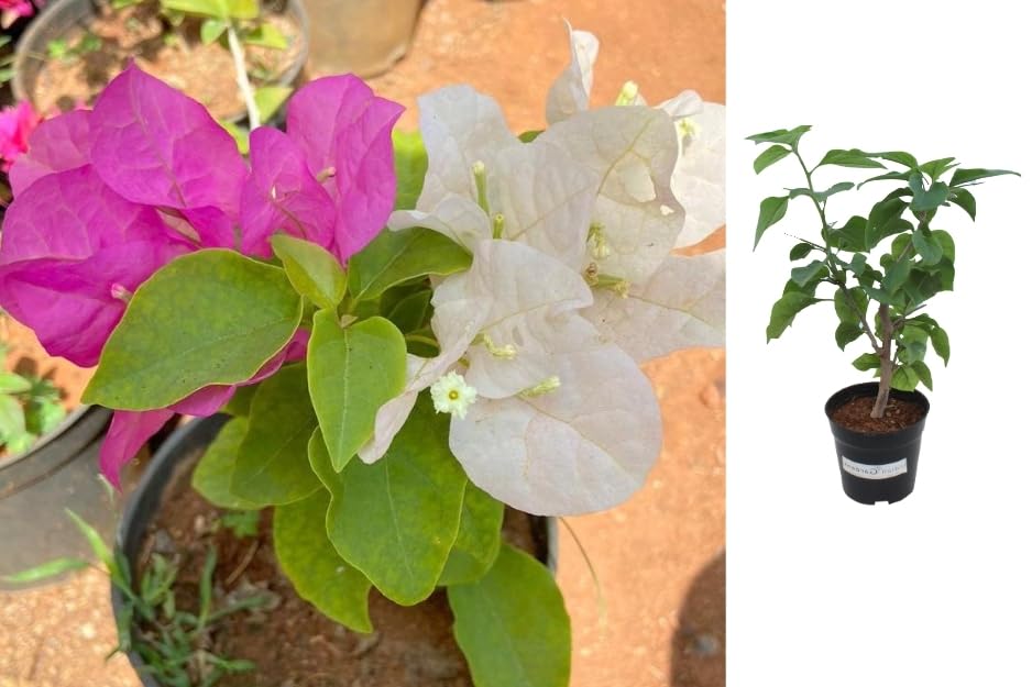 Indian Gardens - Boungainvillea White Pink/Bougainvillea Glabra live plant (4" (Min : 2)) (B0CQCR2CHX) Amazon Price History, Amazon Price Tracker
