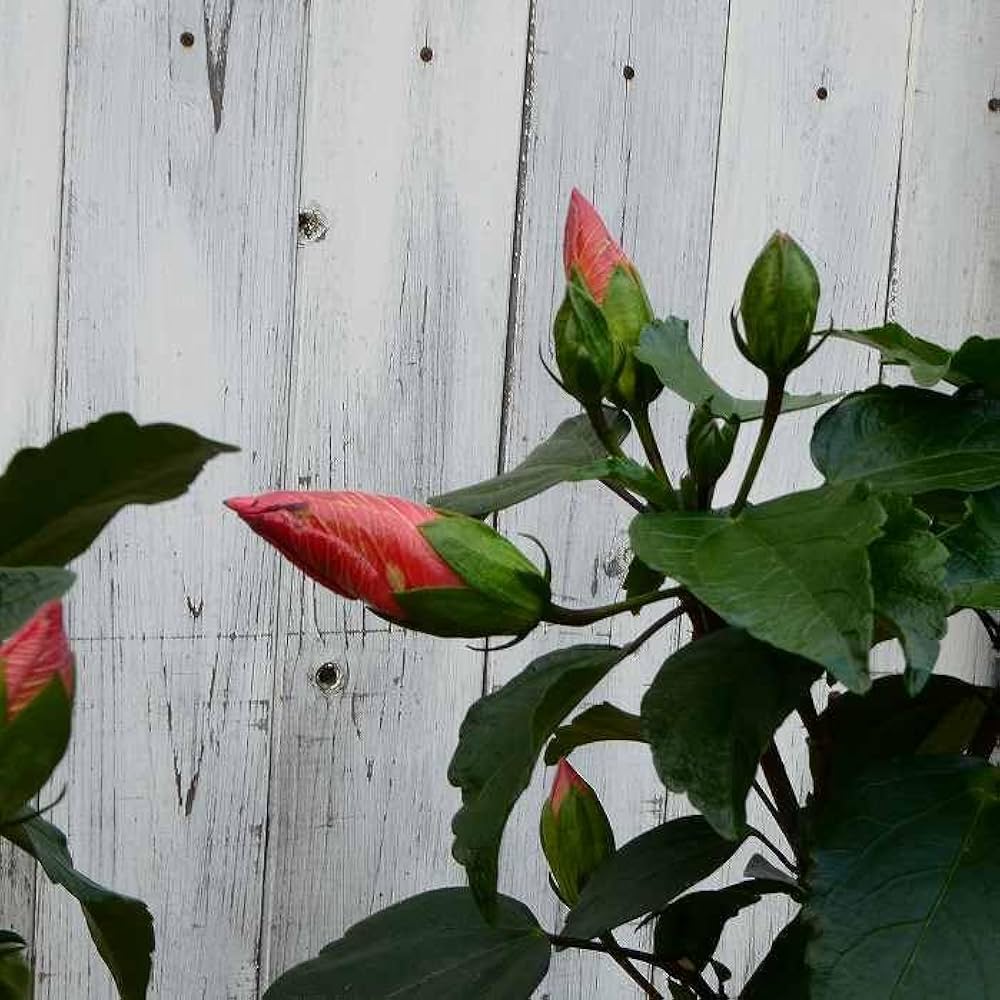 ハイビスカス Amazon | ハイビスカス NEWロングライフ アドニスオレンジ 4号