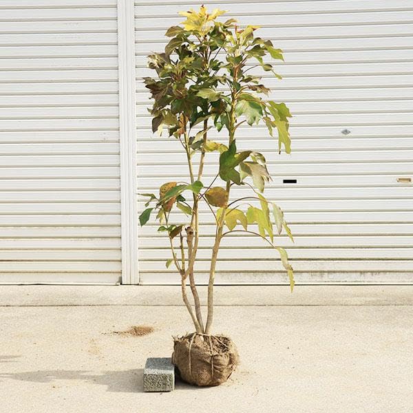Amazon.co.jp: 庭木・植木：カクレミノ（隠れ蓑）*佐川急便 かくれみの
