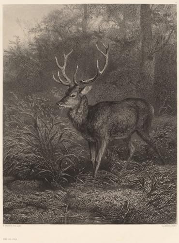 Tableau Cerf à dix cornes de Karl Bodmer toile murale de décoration chambre 60x90cm