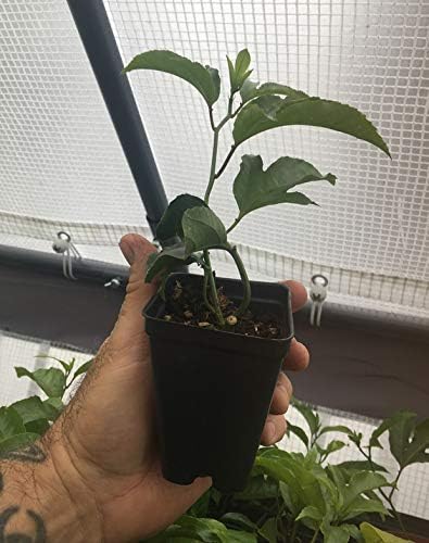 1 Live Plant 3-8 inch of Passiflora Edulis - Red Rover Purple Passion Fruit Plant - Edible