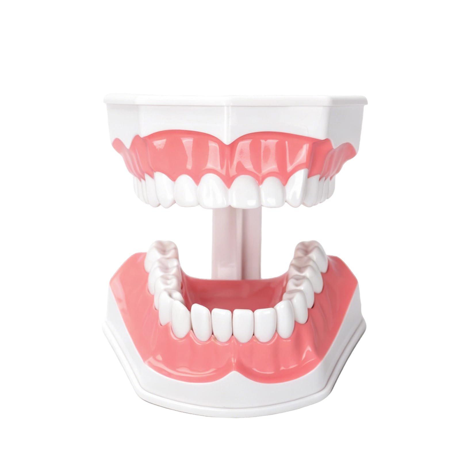 Ultrassist, modello dentale ideale per spazzolare i denti dentali per bambini, 2 volte ingrandire, include spazzolino per studio anatomico dei denti dentali, educazione orale