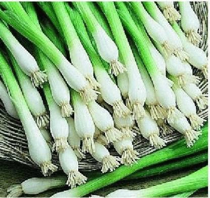 Green World SPRING CUT BUNCHING ONION/PYAJ PATTA/KANDA PATTA SEEDS FOR KITCHEN GARDENING (200 seeds) (B09KNMFSB7) Amazon Price History, Amazon Price Tracker