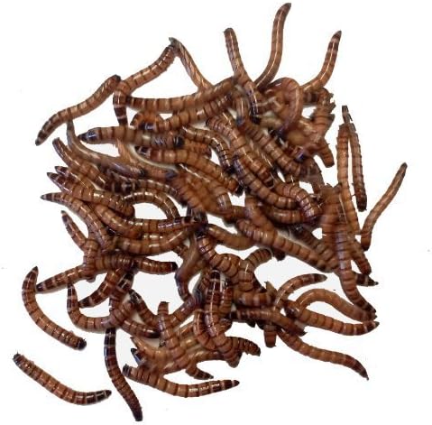 Miniatura 2 de 25 Supergusanos vivos - Gusanos reinos para alimentar reptiles, aves, pollos y cebo de pesca por DBDPet  La llegada en vivo está garantizada
