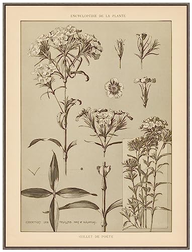 Amanti Art Framed Canvas Wall Art 42x32 Lithograph Florals III by Wild Apple Portfolio, Framed Wall Art Canvas, Flowers Artwork, Country Rustic Decor, Oversize Poster Painting for Living Room,