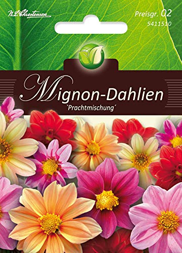 Dahlia Mignon Blend