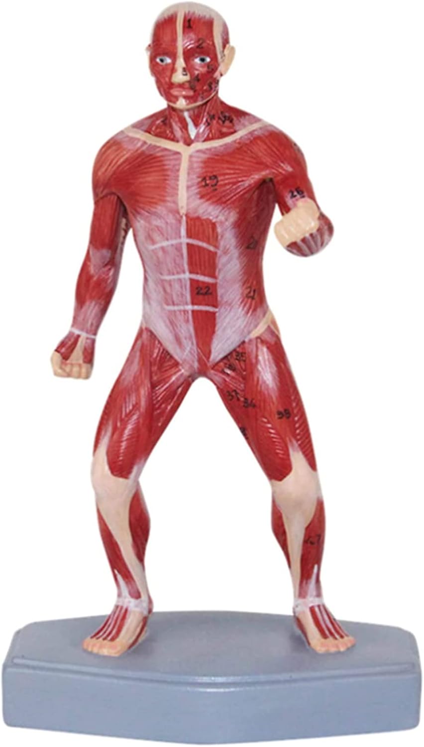 人間の筋肉モデルボディモデル科学的人体解剖学人間の表在筋
