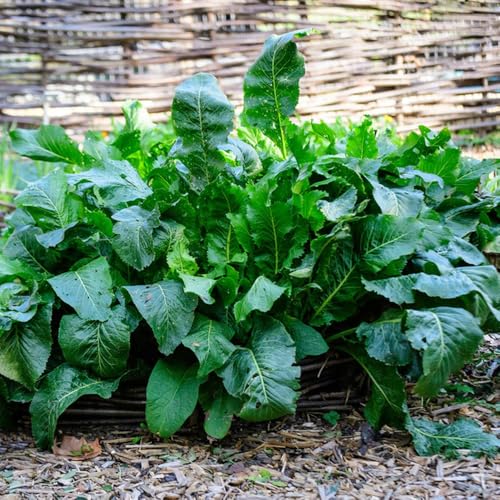 Semillas de rábano picante - plantas de balcón resistentes Semillas de hierbas silvestres para verduras de balcón plantas resistentes en macetas Semillas de rábano picante para el 500pcs