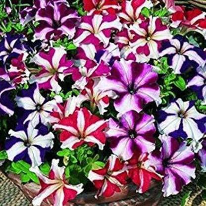 Green World PETUNIA ULTRA STAR FLOWER SEEDS FOR KITCHEN GARDENING (20 seeds) (B09KQRZSSN) Amazon Price History, Amazon Price Tracker
