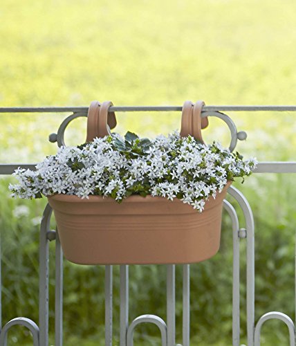 Elho Green Basics Easy Hanger Large - Planter - Cherry - Outdoor & Balcony - L 36.2 x W 26.2 x H 25.7 cm, 6902603623500