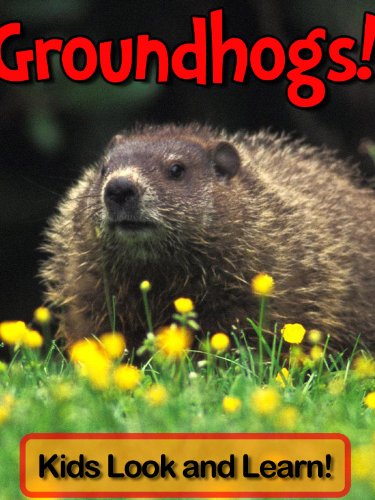 Groundhogs! Learn About Groundhogs and Enjoy Colorful Pictures - Look and Learn! (50+ Photos of Groundhogs)