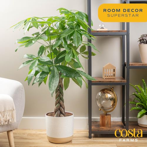 Costa Farms Money Tree, Large, Live Indoor Plant, Easy to Grow Pachira House Plant Gift, Home Décor, 3-4 Feet Tall in Nursery Pot Costa Farms Money Tree, Large, Live Indoor Plant, Easy to Grow Pachira House Plant Gift, Home Décor, 3-4 Feet Tall in Nursery Pot