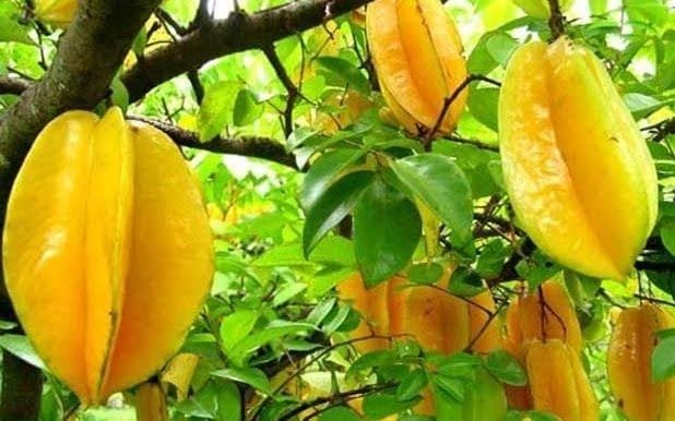 Platone Star Fruit Carambola Grafted Plant Thai All time Sweet Star fruit(Kamranga) live plant