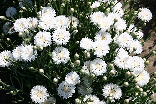 See full amazon price history chart for SRI SAI FORESTRY Cornflower Flower Seeds Bachelor Button Dwarf White Corn Flower Seeds For Home Garden, Terrace, Balcony, Home Decoration, All Season India SRI SAI FORESTRY Cornflower Flower Seeds Bachelor Button Dwarf White Corn Flower Seeds For Home Garden, Terrace, Balcony, Home Decoration, All Season India (B09GYTP1W8) Amazon Price History, Amazon Price Tracker