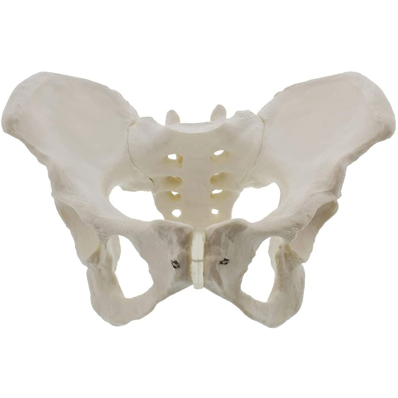 Jfgctyhxy Women's One Color Anatomy Models, Anatomy Modelhip Bone Pelvic Model Anatomical For Doctorscienceeducation & Study