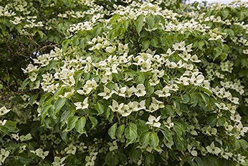 Blumen Hartriegel Cornus kousa chinensis ‚China Girl‘ im Topf, ca. 60cm