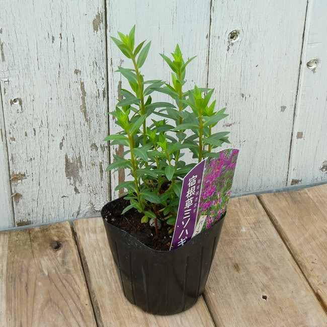 Amazon.co.jp: ミソハギ 苗 パープル 3号 山野草 お盆の花 宿根草 禊萩