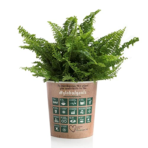 Ecoworld Luftreinigende Zimmerpflanzen Echt - 6er Set Pflegeleicht Wenig Licht Benötigt - Grünpflanzen aus eigenen Gärtnerei mit Eco übertopf und Zimmerpflanzen Dünger - Topf Ø12 / Höhe 40 cm - Image 5