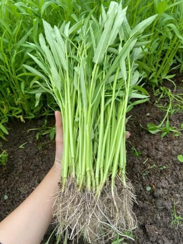 420+ Ong Choy Seeds - Rau Muong La TRE Kangkong Kong Xin CAI Water Spinach Seeds - Premium Heirloom Non GMO 99% Germination Rate - Easy to Grow Vegetable for Yard & Garden Planting