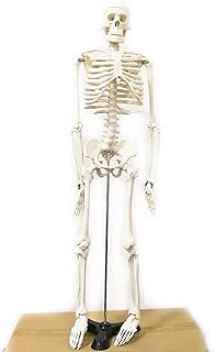 85CM Human Skeleton Model, Flexible Bone Anatomy Model Moveable Joints, Perfect for Medical Professionals, Students, Teachers, Educators, Classroom