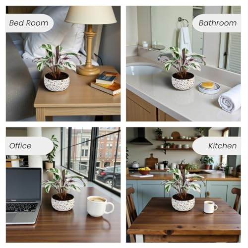 Image of Amulya Farms Indoor Plants for Home | Calathea White Fusion Live Plant with Premium Floral Print Metal pot | Air Purifying and Ornamental Plants for home, Living Room and Office Decoration