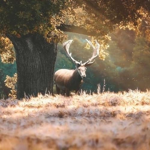 Why the Tiger and the Stag Fear Each Other | Brazilian Folk Tales