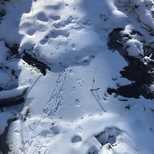 A Fox, a Crow, and Me cover art