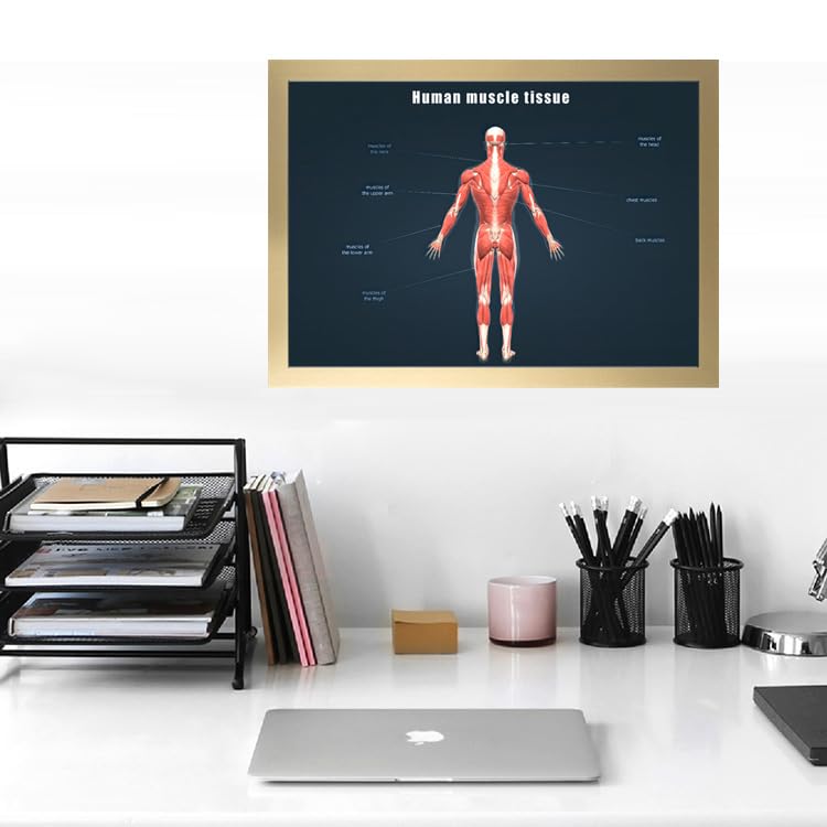Image of Taanfu Body Educational Learning Anatomy Posters ，Muscle Tissue Art Muscle Villi Anatomy Art Poster Digestive System Organs Illustration Small Intestine Physiology Anatomy Wall Art Villi