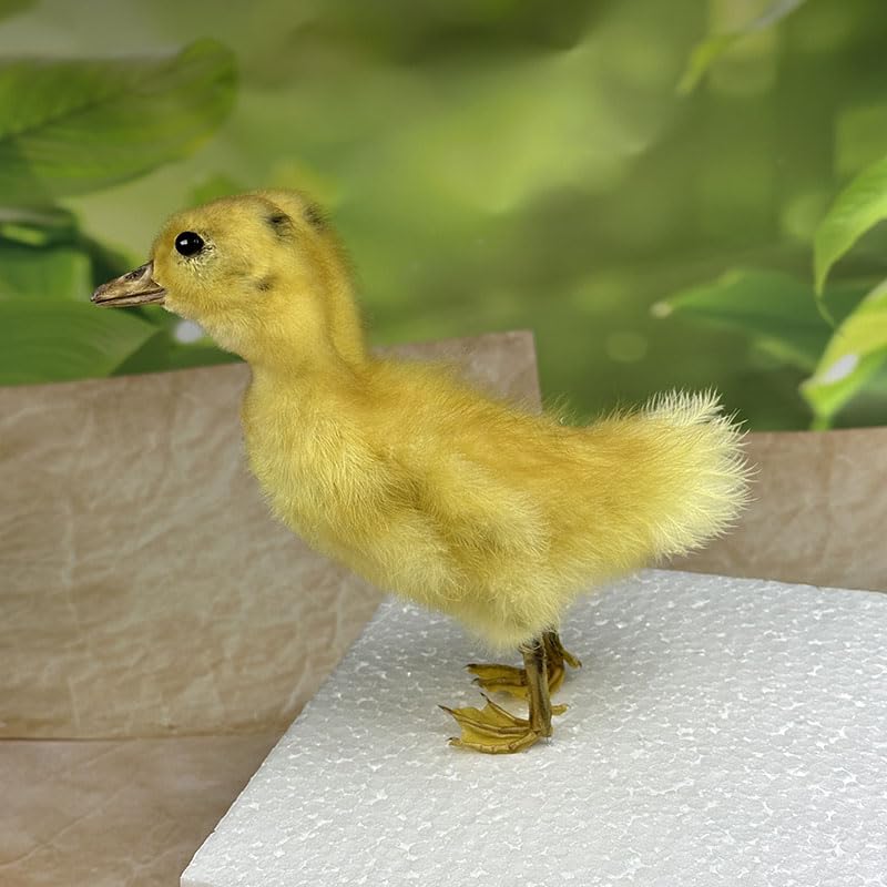 Animal specimens Filled with Real Eurasian Goose/Duck specimens Teaching/Decoration/Props Decoration (Yellow - Two-Headed Duckling)