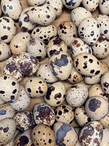 30 Large Fertile Hatching Mixed Jumbo Pharoah Coturnix Jumbo Italian White Quail Hatching Eggs by Fox Peak Outdoor Supply LLC.