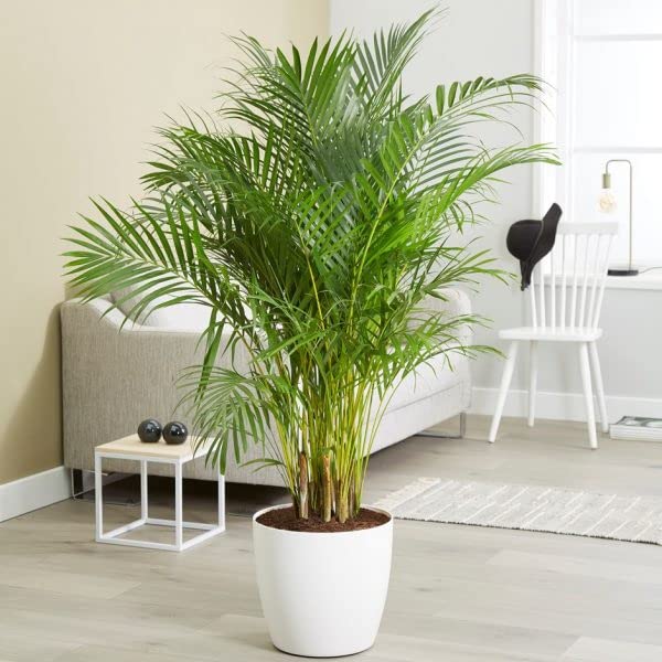 JIGNISHASEEDS Areca Palm Tree Ornamental Seeds, Yellow Palm Plant Seeds, Areca Palm Seeds, Areca Palm, Indoor and Outdoor Palm-Pack of 5 Seeds (B0CN19KF51) Amazon Price History, Amazon Price Tracker