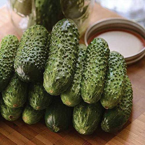 Willvine Cucumber Parisian Gherkin Pickling Heirloom Non GMO-HQ-2E-picture-14