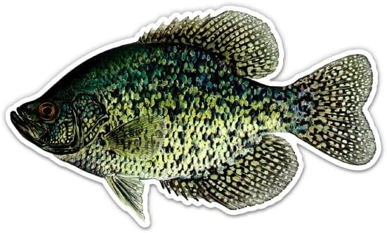 Black Crappie Sticker - for Car Laptop Large Size - Fishing Illustration Art Decal - Waterproof Vinyl - 8"