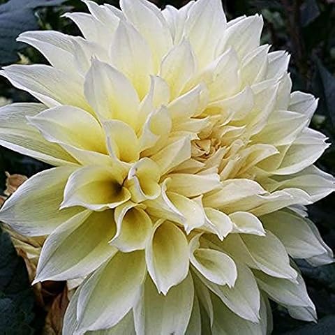 Dahlia 2 Pcs Water Lily Shape Large Cream Yellow Flowers Dinner Plate Dahlia Flower Bulbs Perennial Dahlia Tubers/Dahlia Roots Cover