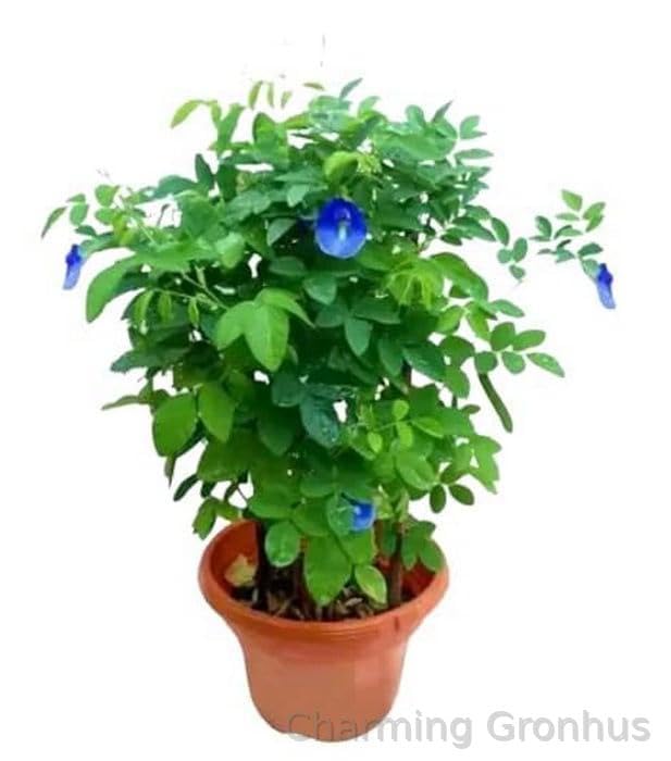 Charming Gronhus Live Blue Aprajita Flower Live Plant With Beautiful Pot - Exquisite Creeper For Your Outdoor Balcony Garden With Black Plastic Pot (B0CQS9T16N) Amazon Price History, Amazon Price Tracker