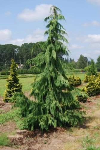 Weeping Alaska Cedar - Chamaecyparis Nootkatensis 'Pendula'