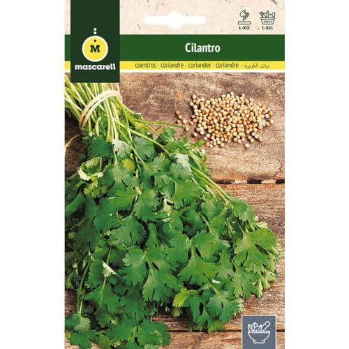 Mascarell Semillas, CILANTRO, Semillas de Hierbas Aromáticas para...