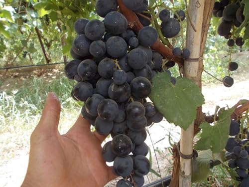 Image of Black Grape Live Plant a€ inch Sweet Seedless Hybrid Variety for Home Garden, Terrace & Balcony | Grafted Fruit Vine Tree for Organic Farming & Outdoor Growing | Healthy Angoor Plant