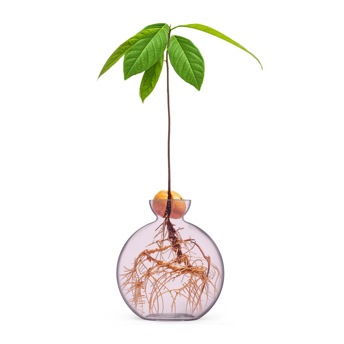 Vase à graines d'avocat pour avocats (Avocado Blush)