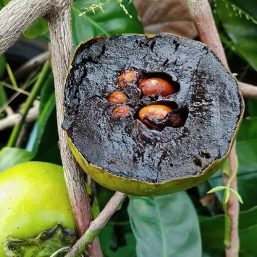 Semillas de diospyros digyna - caqui negro - kaki, jardín de rocas resistentes pudín de chocolate con zapote negro, caqui resistente 10pcs