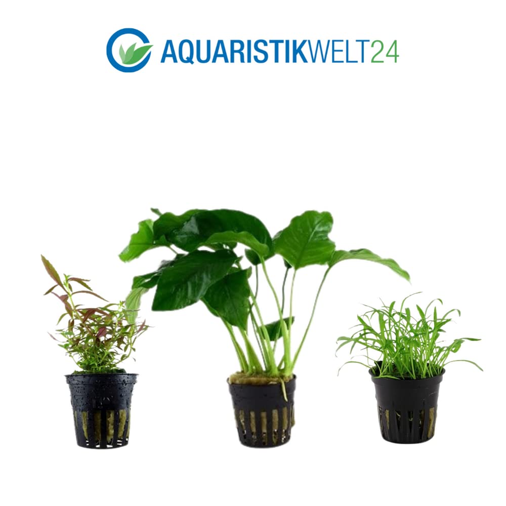 AquaOne Bacopa Lilaeopsis Alternanthera Limnophila Anubias Lot de 5 plantes d'aquarium pour débutants