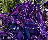 15 Jew cuttings Purple Heart Wandering Tradescantia Pallida Purpurea Around 4'-8' Long