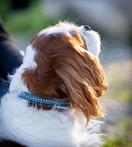 Hundehalsband aus Echt-Leder mit Strasssteinen/Kristall besetzt – funkelndes Hunde und Katzen Halsband aus gepolsterten und doppellagigen Büffelleder - Lederhalsband Audrey (S (20.0-27.5cm), Türkis)