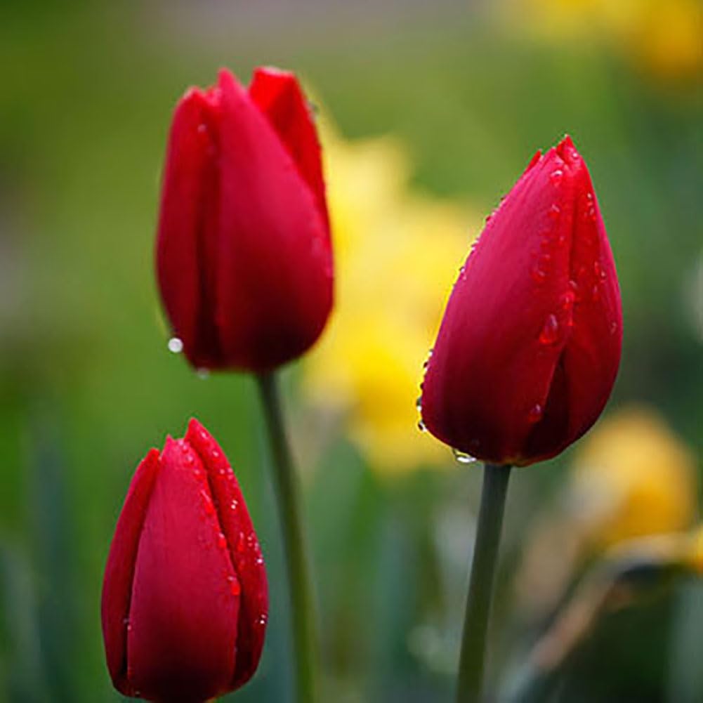 Bulbos De Tulipán Apeldoorn – Pack De 5, Floración Primaveral, Fácil Cultivo, Mascarell