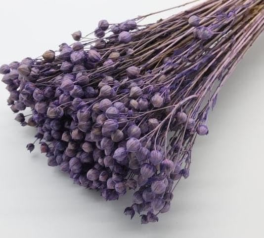 Dried Acacia Bean Flower Preserved, Purple-image-33
