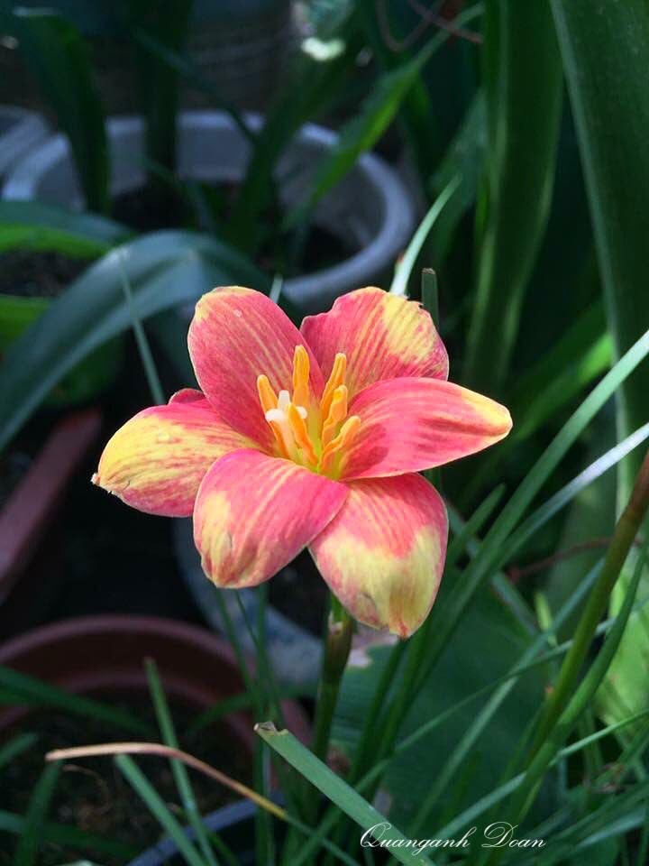 Imported Double Rain lily Flower Bulbs for Home and Kitchen Gardening Pack of 10 bulbs (PINK YELLOW, M)-image-32