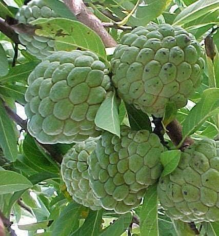 See full amazon price history chart for EverSneh Live Rare Fruit Custard Apples Sharifa Sitaphal Pazham Sitaphala Sharifa Fruit Custard Apples Shitafal Live Plant EverSneh Live Rare Fruit Custard Apples Sharifa Sitaphal Pazham Sitaphala Sharifa Fruit Custard Apples Shitafal Live Plant (B0BSH4ZYLV) Amazon Price History, Amazon Price Tracker