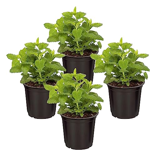Live Herb - Lemon Balm (4 Per Pack) Aromatic and Health Enhancer Naturally Reduces Stress and Improves Air Quality 8 Tall by 4 Wide