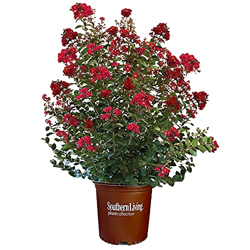 Southern Living Colorama Scarlet Crape Myrtle, 3 Gallon, Red Blooms